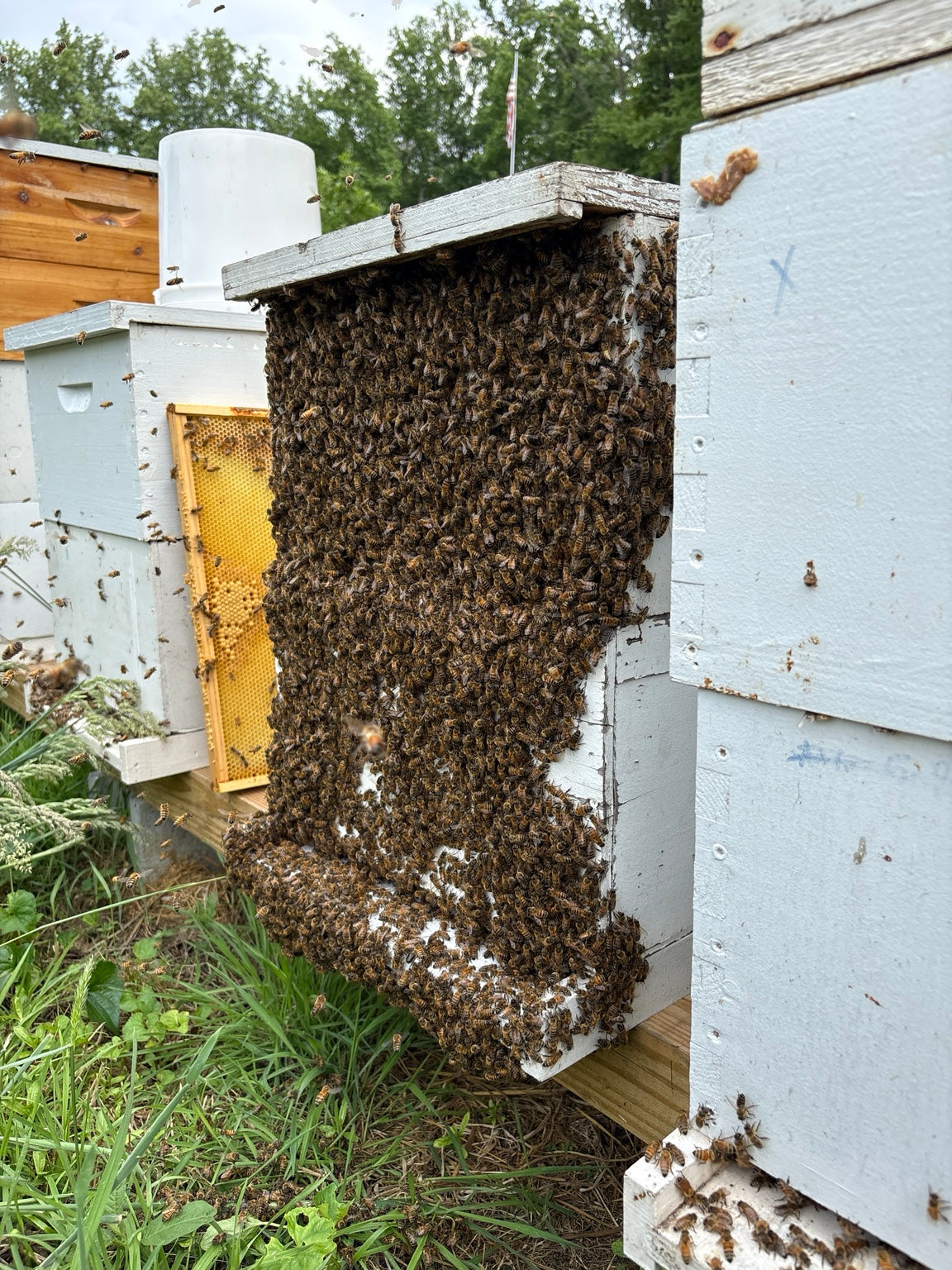 Honey bees covering a hive at the Hannan Beekeeping apiary