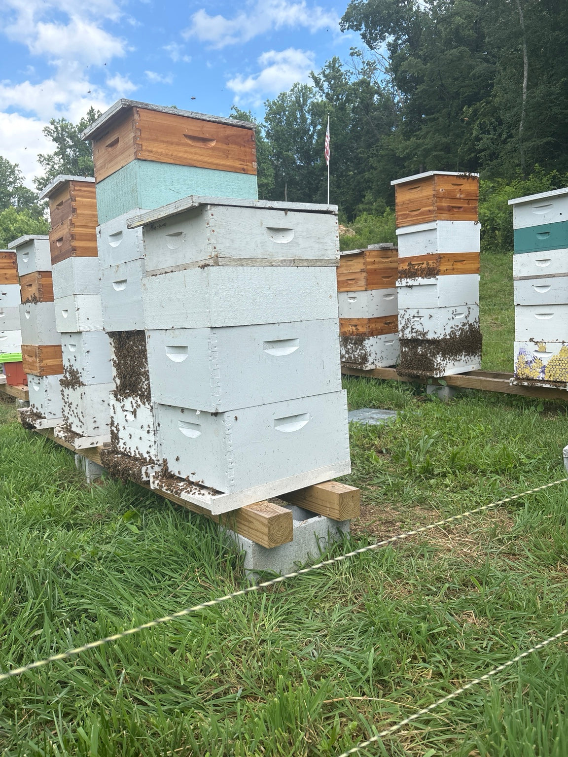 Hannan Honey bee yard in the North Carolina mountains